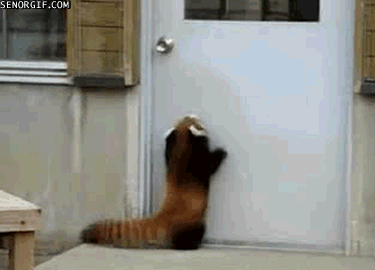jumping red panda gif - Senorgif.Com