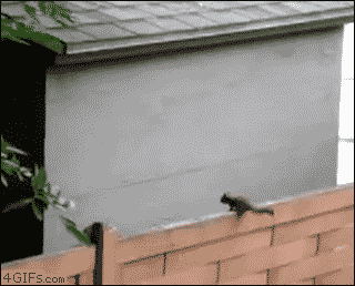squirrel jumping into wall - 4 GIFs.com