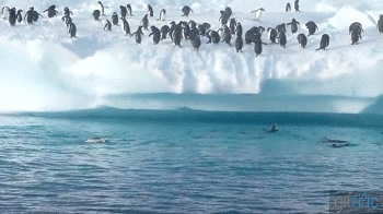 penguins jumping into water gif