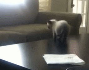 kitten jump fail gif