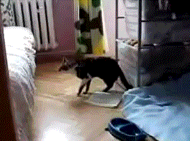 cats who forgot how to cat gif - .