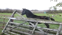 horse jump fence gif