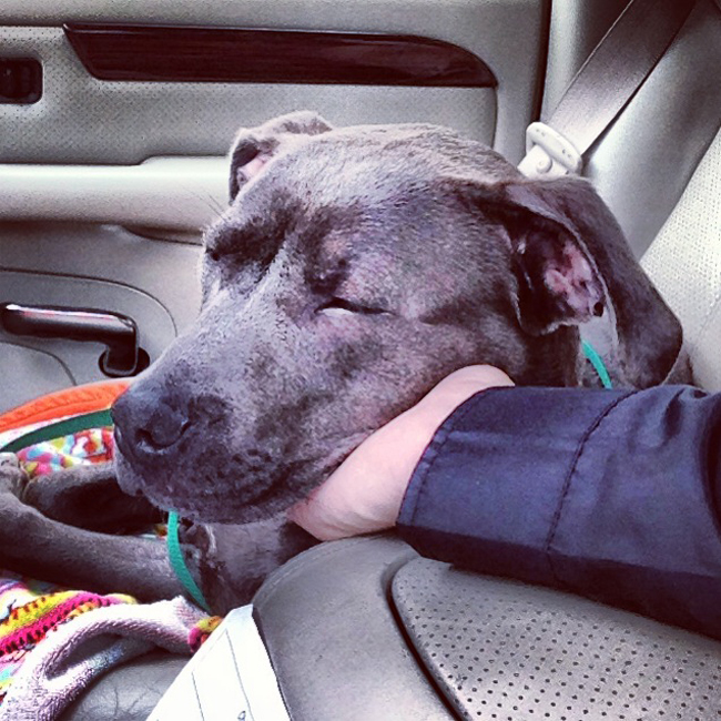 25 Rescued Dogs On Their Way To a New Home