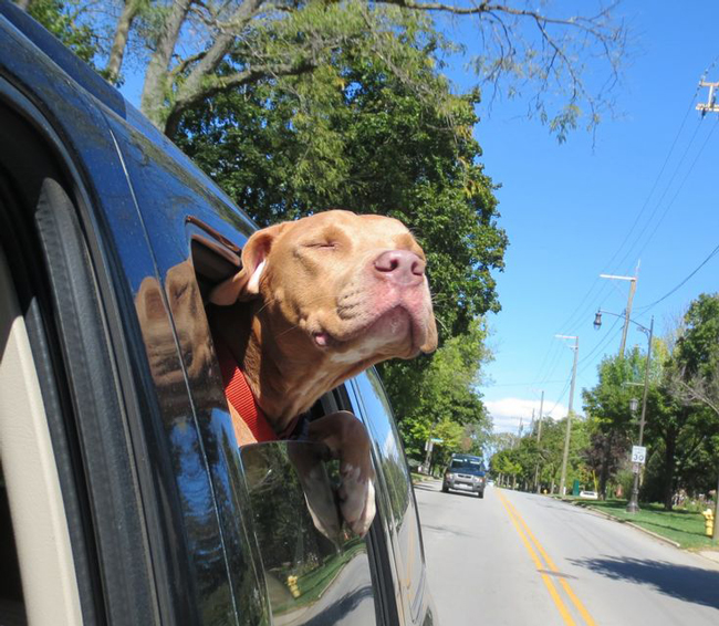 25 Rescued Dogs On Their Way To a New Home