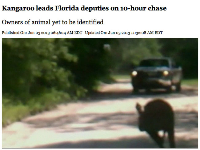Florida - Kangaroo leads Florida deputies on 10hour chase Owners of animal yet to be identified Published On 14 Am Edt Updated On 08 Am Edt