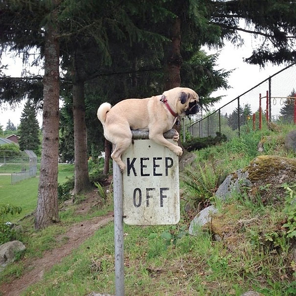 31 Clever People Breaking Rules In The Funniest Ways Possible