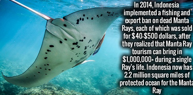ministry of agriculture - In 2014, Indonesia implemented a fishing and export ban on dead Manta Rays, each of which was sold for $40$500 dollars, after they realized that Manta Ray tourism can bring in $1,000,000 during a single Ray's life. Indonesia now 