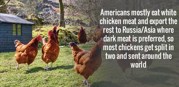 chickens on farm - Americans mostly eat white chicken meat and export the rest to RussiaAsia where dark meat is preferred, so most chickens get split in two and sent around the world