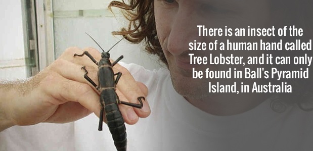 lord howe island stick insect - There is an insect of the size of a human hand called Tree Lobster, and it can only be found in Ball's Pyramid Island, in Australia