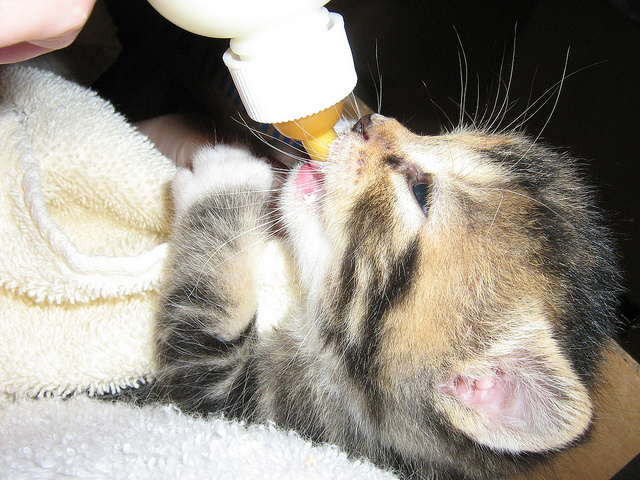 Orphaned kittens should never be fed cow's milk. Instead, try to find a foster mother or commercial kitten formula.