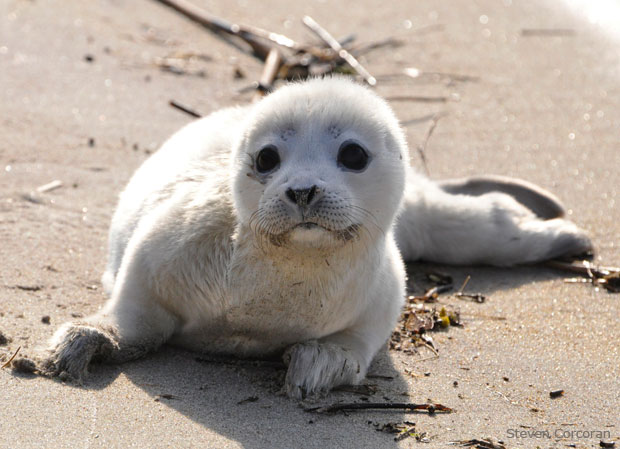 The bird flu hasn't become the human pandemic we feared in might be, but it did kill at least 162 baby harbor seals.