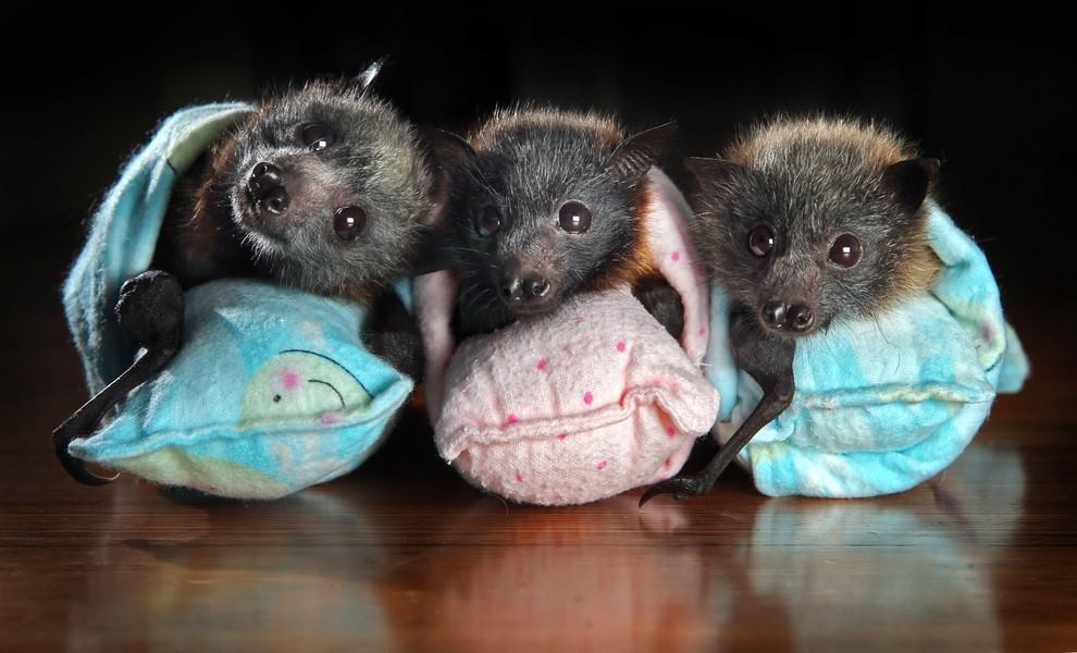 Orphaned baby bats at Tolga Bat Hospital require a lot of care and get wrapped in blankets!