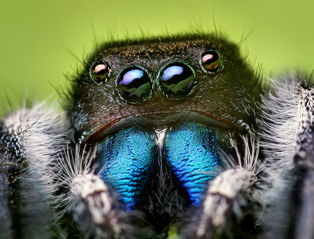 Although it may look scary, the daring jumping spider is non-poisonous and is not harmful to humans. It does not build webs, but instead uses silk to make a web safety line when jumping just in case it misses.