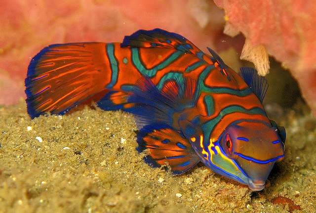 Mandarinfish, Synchiropus splendidus, are reef dwellers, preferring sheltered lagoons and inshore reefs.