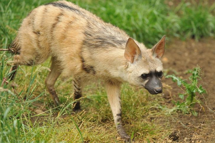 Aardwolves, which are very closely related to hyenas, live almost exclusively on termites.