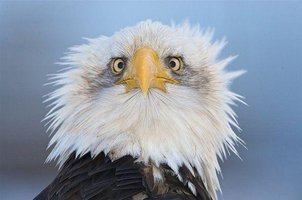 Though its eyes are roughly the same size as those of a human, the bald eagle has a visual acuity at least four times as powerful and see in color.