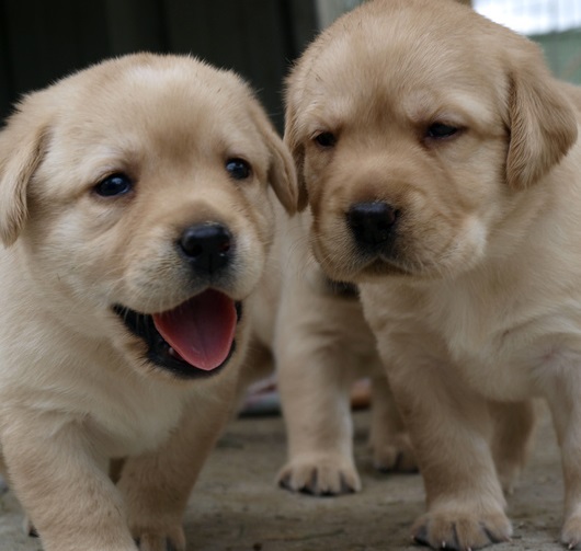 Puppies need to meet 100 people by the time they are 12 Weeks old, and you should start socialization around 8 weeks. Those that do not receive adequate socialization during this period may display fearful behavior around humans or other dogs as adults.