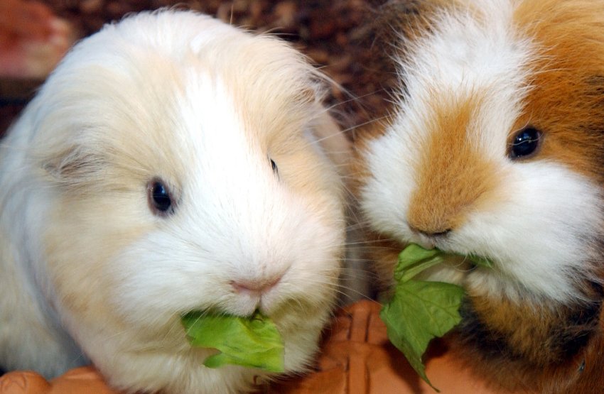 It is against Swiss law to keep guinea pigs alone. A service even exists that provides a guinea pig companion to keep a lonely guinea pig company should its partner die.