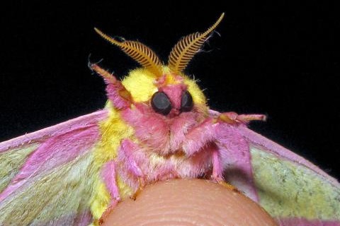 You can tell this Rosy Maple Moth is a male by his fluffy antenna that he uses to find female moths which emit pheromones.