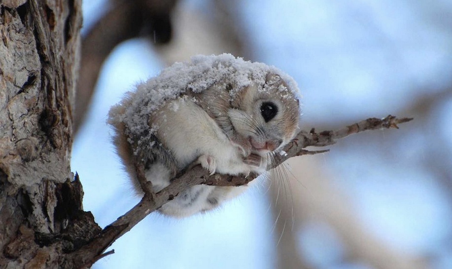 The gliding membrane of the Japanese Dwarf Flying Squirrel extends from the ankles to the wrists, but they lack a membrane between the hind legs and the base of the tail.