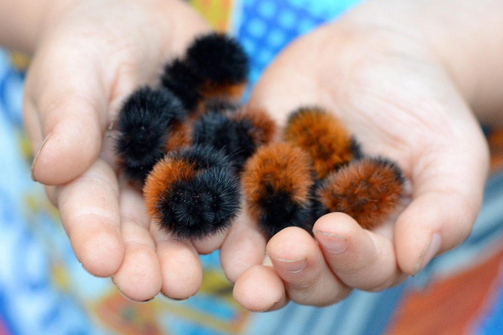 Woolly Bear caterpillars eat toxic plants to treat themselves when they have parasites.