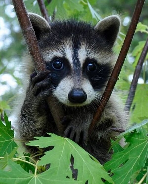 The English word raccoon is an adaptation of a native Powhatan word meaning animal that scratches with its hands.