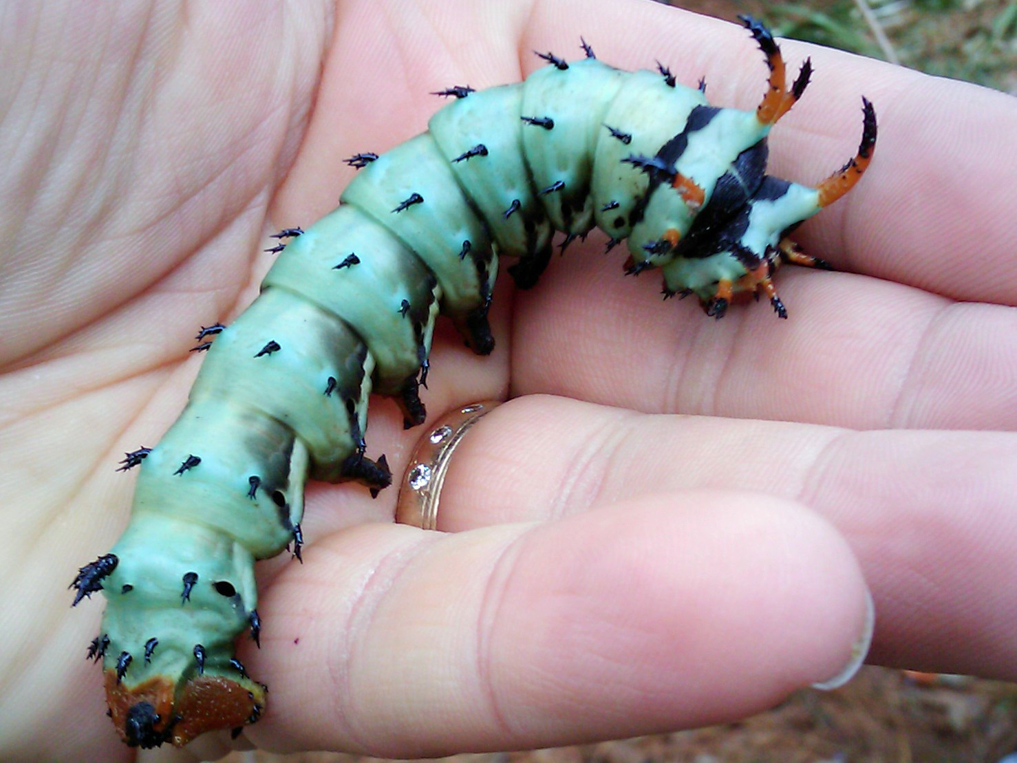 The Hickory Horned Devil, the larval form of the Royal Walnut Moth, can grow to nearly 6 inches long and is harmless despite its fearsome appearance.