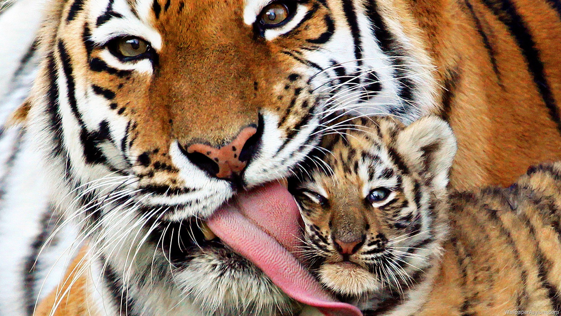 Tiger Mother Licking Her Cub...Tigers may be one of the most revered animals, but they are also vulnerable to extinction. As few as 3,200 exist in the wild today.