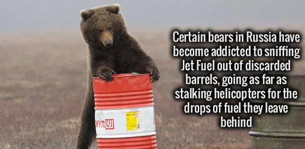 bear - Certain bears in Russia have become addicted to sniffing Jet Fuel out of discarded barrels, going as far as stalking helicopters for the drops of fuel they leave behind Wyru