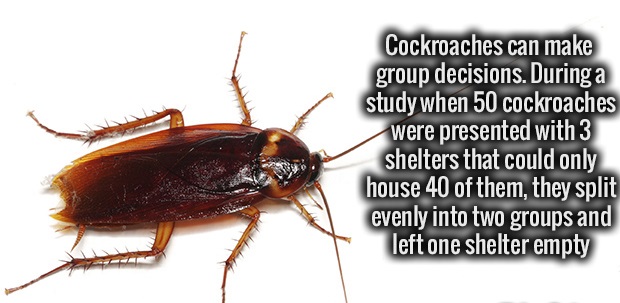 cockroach - Cockroaches can make group decisions. During a study when 50 cockroaches were presented with 3 shelters that could only house 40 of them, they split evenly into two groups and left one shelter empty