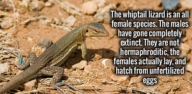 lacertidae - The whiptail lizard is an all female species. The males have gone completely extinct. They are not hermaphroditic, the females actually lay, and hatch from unfertilized eggs