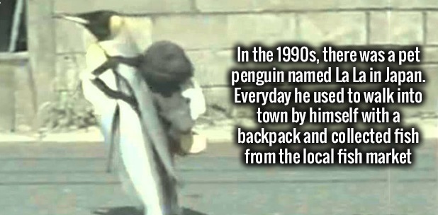 In the 1990s, there was a pet penguin named La La in Japan. Everyday he used to walk into town by himself with a backpack and collected fish from the local fish market