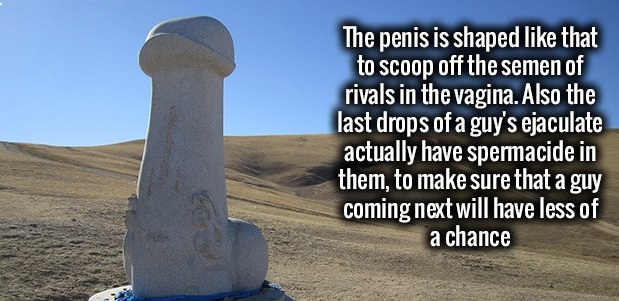 monument - The penis is shaped that to scoop off the semen of rivals in the vagina. Also the last drops of a guy's ejaculate actually have spermacide in them, to make sure that a guy coming next will have less of a chance