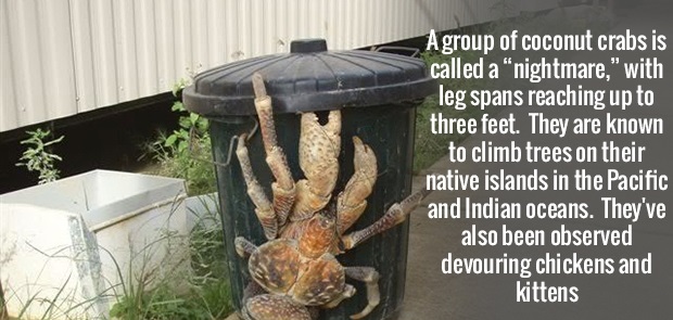 things that shouldn t exist - A group of coconut crabs is called a "nightmare," with leg spans reaching up to three feet. They are known to climb trees on their native islands in the Pacific and Indian oceans. They've also been observed devouring chickens