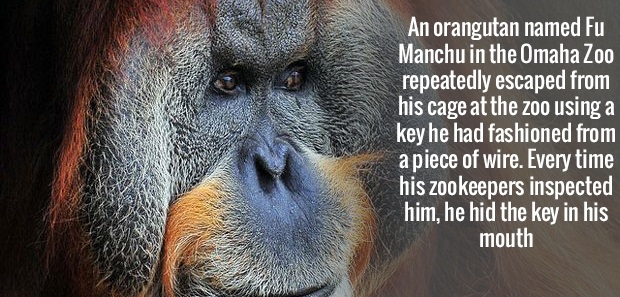Orangutan - An orangutan named Fu Manchu in the Omaha Zoo repeatedly escaped from his cage at the zoo using a key he had fashioned from a piece of wire. Every time his zookeepers inspected him, he hid the key in his mouth