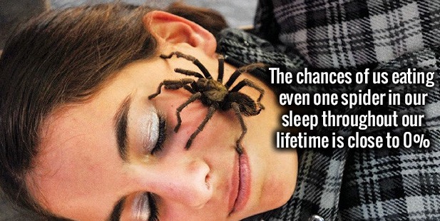 spider on face sleeping - The chances of us eating even one spider in our sleep throughout our lifetime is close to 0%