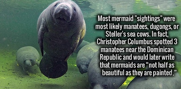 cool facts on manatees - Most mermaid "sightings" were most ly manatees, dugongs, or Steller's sea cows. In fact, Christopher Columbus spotted 3 manatees near the Dominican Republic and would later write that mermaids are "not half as beautiful as they ar