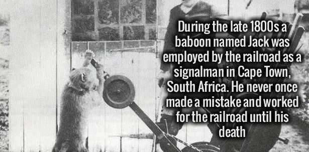 baboon working for railroad - During the late 1800s a baboon named Jack was employed by the railroad as a signalman in Cape Town, South Africa. He never once made a mistake and worked for the railroad until his death