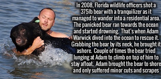 photo caption - In 2008, Florida wildlife officers shot a 375lb bear with a tranquilizer as it managed to wander into a residential area. The panicked bear ran towards the ocean and started drowning. That's when Adam Warwick dived into the ocean to rescue