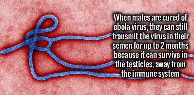 deadly disease - When males are cured of ebola virus, they can still transmit the virus in their semen for up to 2 months because it can survive in the testicles, away from the immune system