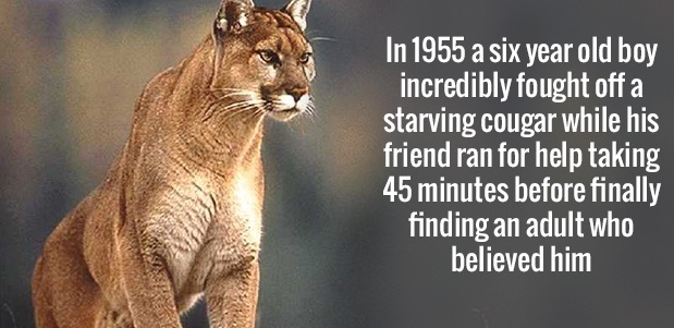 animal puma - In 1955 a six year old boy incredibly fought off a starving cougar while his friend ran for help taking 45 minutes before finally finding an adult who believed him