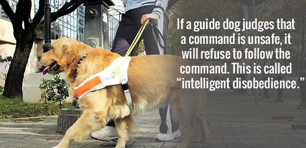 fact dog guide - If a guide dog judges that a command is unsafe, it will refuse to the command. This is called "intelligent disobedience."