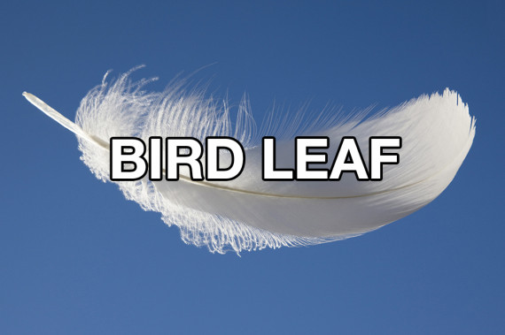 success kid - Bird Leaf