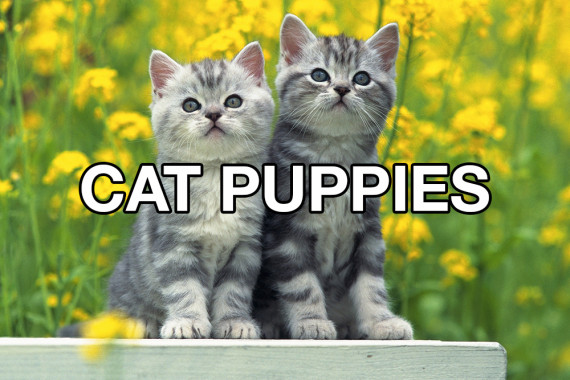 if kids named things - Cat Puppies