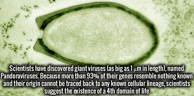 one night stand - Scientists have discovered giant viruses las big as 1 um in length, named Pandoraviruses. Because more than 93% of their genes resemble nothing known and their origin cannot be traced back to any known cellular lineage, scientists sugges