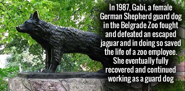 memorial - In 1987, Gabi, a female German Shepherd guard dog in the Belgrade Zoo fought and defeated an escaped jaguarand in doing so saved the life of a zoo employee. She eventually fully recovered and continued working as a guard dog
