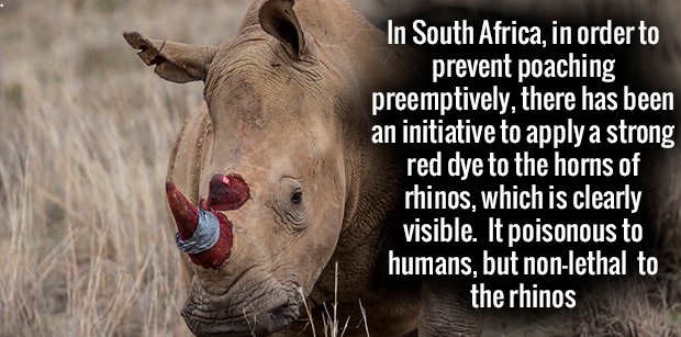john mcwhorter - In South Africa, in order to prevent poaching preemptively, there has been an initiative to apply a strong red dye to the horns of rhinos, which is clearly visible. It poisonous to humans, but nonlethal to the rhinos
