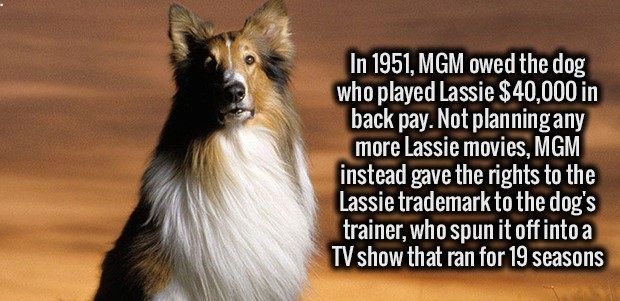 photo caption - In 1951, Mgm owed the dog who played Lassie $40,000 in back pay. Not planningany more Lassie movies, Mgm instead gave the rights to the Lassie trademark to the dog's trainer, who spun it off into a Tv show that ran for 19 seasons