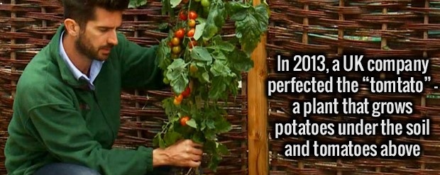 tree - In 2013, a Uk company perfected the "tomtato". ha a plant that grows potatoes under the soil and tomatoes above