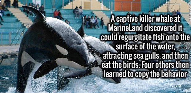killer whales in captivity - A captive killer whale at Marineland discovered it could regurgitate fish onto the surface of the water, attracting sea gulls, and then eat the birds. Four others then learned to copy the behavior